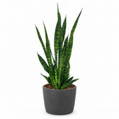 Sansevieria Zeylanica - 75cm, Stylingbeispiel im Übertopf (Übertopf nicht enthalten)