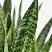 Sansevieria Zeylanica, Nahaufnahme Blatt