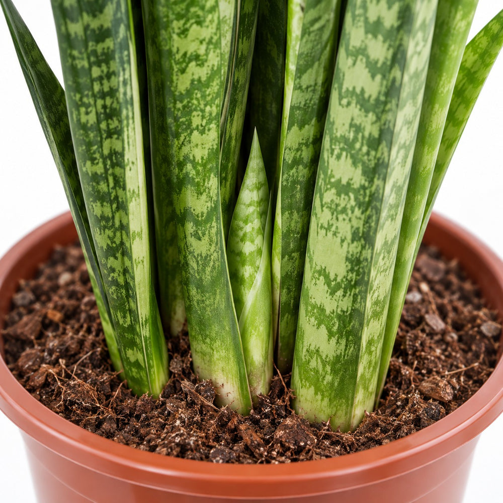 Sansevieria Zeylanica, Nahaufnahme Wuchs und Triebansatz