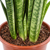 Sansevieria Zeylanica, Nahaufnahme Wuchs und Triebansatz