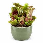 Sarracenia (20cm, Ø12cm), Stylingbeispiel im Übertopf (Übertopf nicht enthalten)