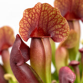 Sarracenia Catesbaei, Nahaufnahme Blatt