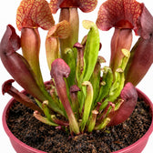 Sarracenia Catesbaei, Nahaufnahme Wuchs und Triebansatz