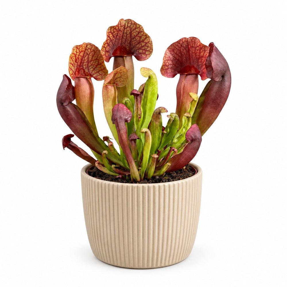 Sarracenia Catesbaei - 23cm, Stylingbeispiel im Übertopf (Übertopf nicht enthalten)