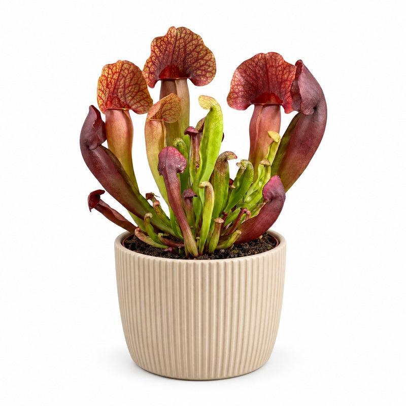 Sarracenia Catesbaei - 23cm Detail