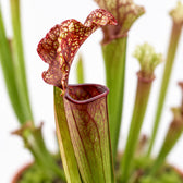 Sarracenia Judith Hindle, Nahaufnahme Blatt