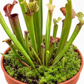 Sarracenia Judith Hindle, Nahaufnahme Wuchs und Triebansatz