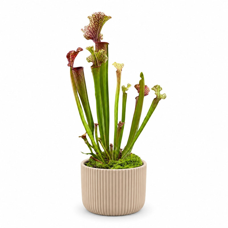 Sarracenia Judith Hindle - 30cm Detail