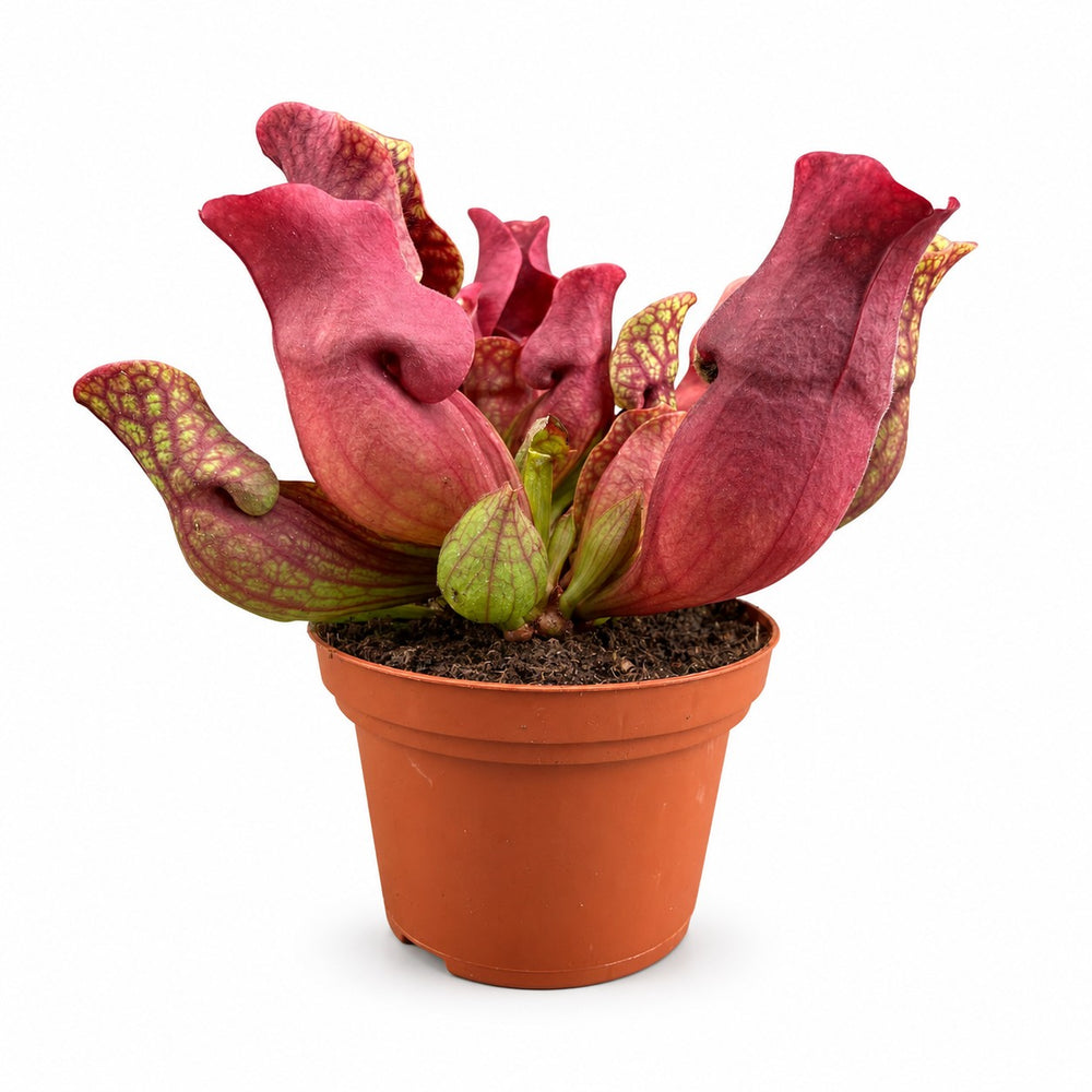 Sarracenia Maroon - 23cm im Kulturtopf