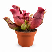 Sarracenia Maroon - 23cm im Kulturtopf