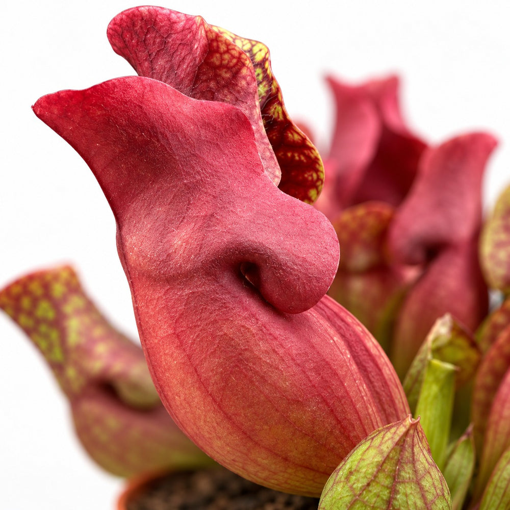 Sarracenia Maroon, Nahaufnahme Blatt