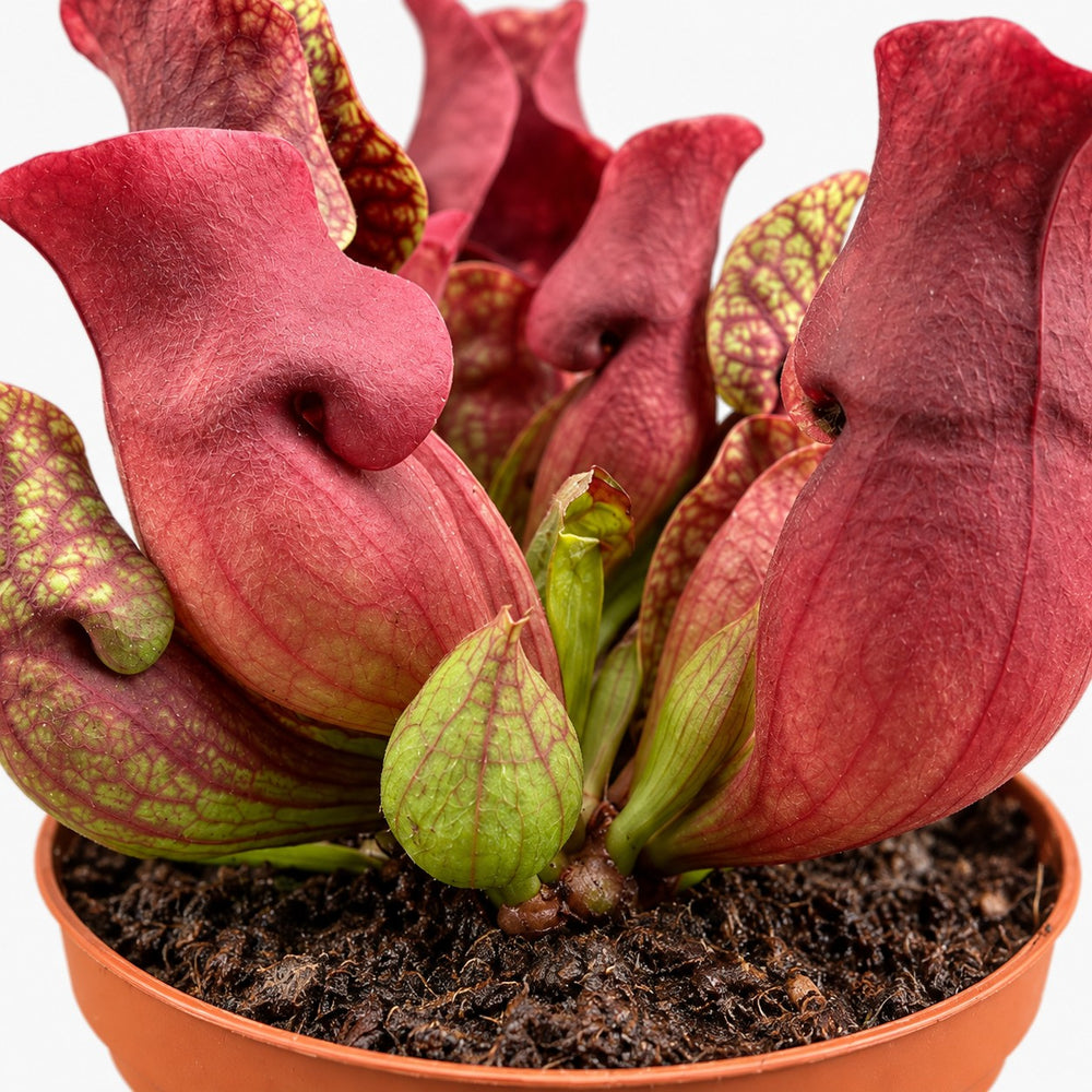 Sarracenia Maroon, Nahaufnahme Wuchs und Triebansatz