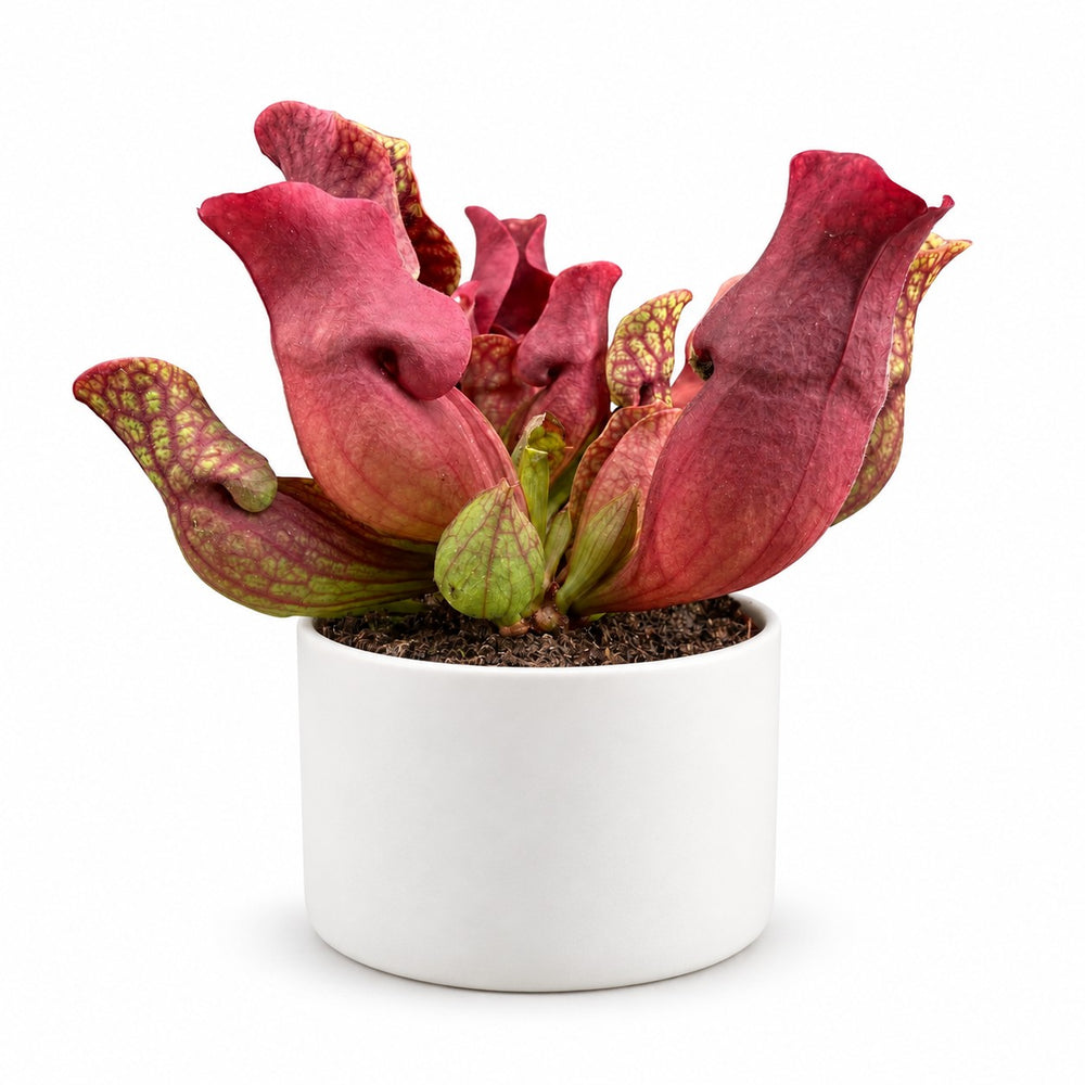Sarracenia Maroon - 23cm, Stylingbeispiel im Übertopf (Übertopf nicht enthalten)