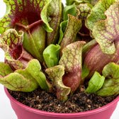 Sarracenia, Nahaufnahme Wuchs und Triebansatz