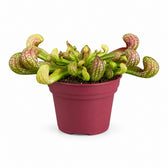 Sarracenia Psittacina - 13cm im Kulturtopf