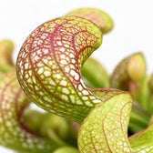 Sarracenia Psittacina, Nahaufnahme Blatt
