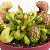 Sarracenia Psittacina, Nahaufnahme Wuchs und Triebansatz