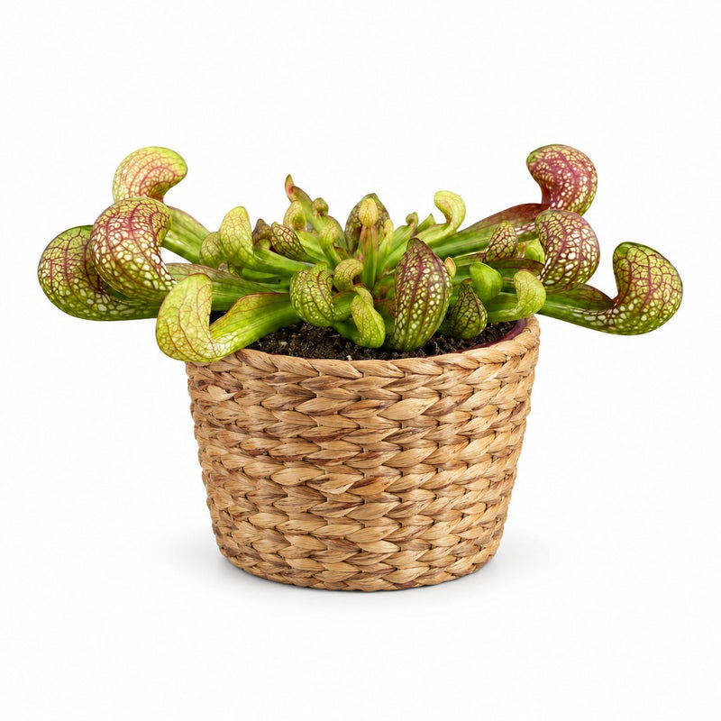 Sarracenia Psittacina - 13cm Detail