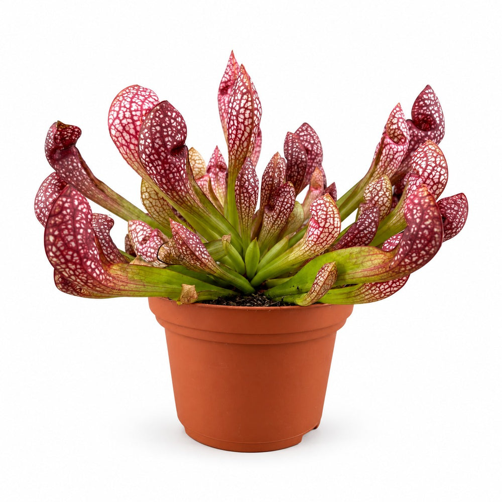 Sarracenia Scarlet Belle - 40cm im Kulturtopf