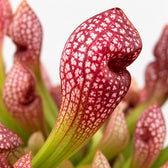 Sarracenia Scarlet Belle, Nahaufnahme Blatt