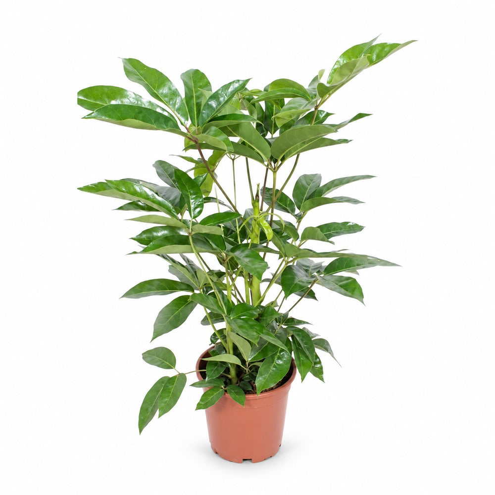 Schefflera Actinophylla Amate (100cm, Ø24cm) im Kulturtopf
