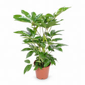 Schefflera Actinophylla Amate (100cm, Ø24cm) im Kulturtopf