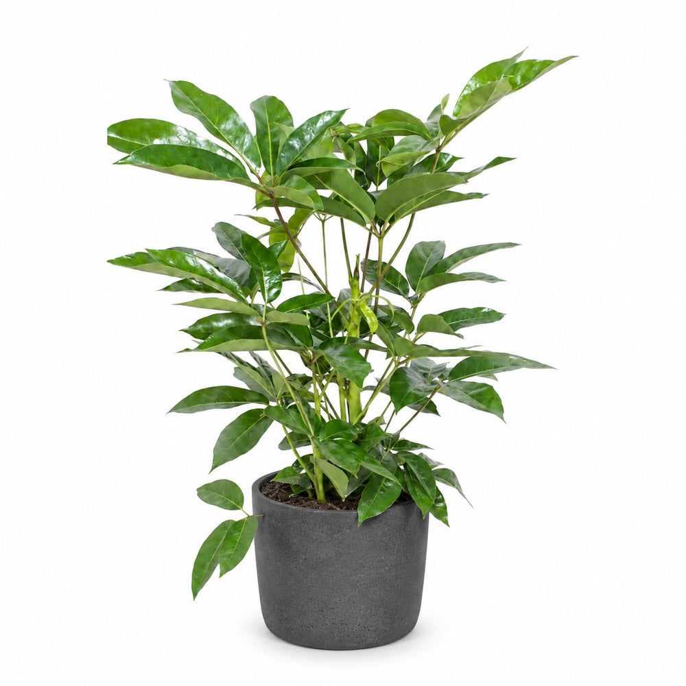 Schefflera Actinophylla Amate (100cm, Ø24cm), Stylingbeispiel im Übertopf (Übertopf nicht enthalten)