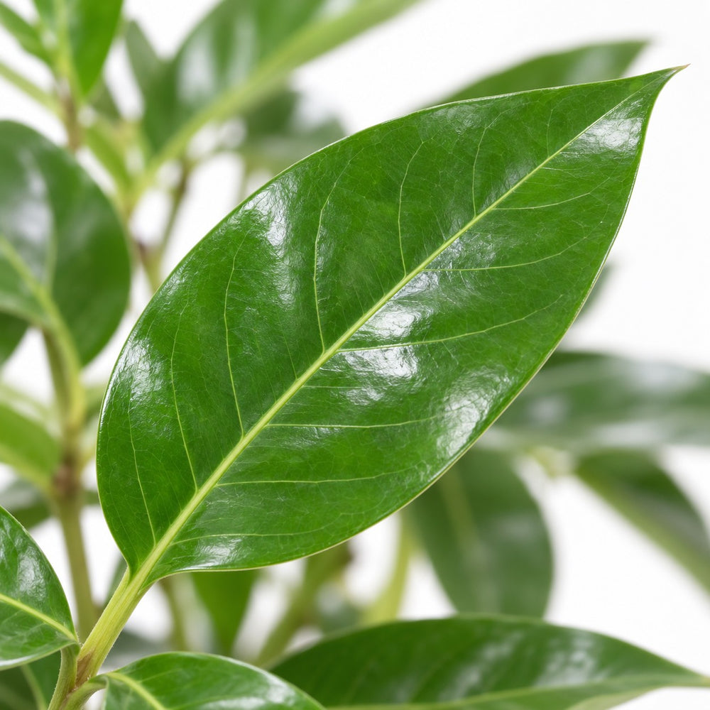 Schefflera Actinophylla Amate, Nahaufnahme Blatt