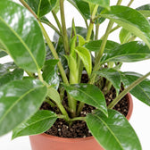 Schefflera Actinophylla Amate, Nahaufnahme Wuchs und Triebansatz