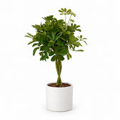 Schefflera Compacta (80cm, Ø19cm), Stylingbeispiel im Übertopf (Übertopf nicht enthalten)