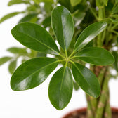 Schefflera Compacta, Nahaufnahme Blatt