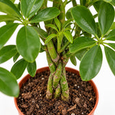 Schefflera Compacta, Nahaufnahme Wuchs und Triebansatz