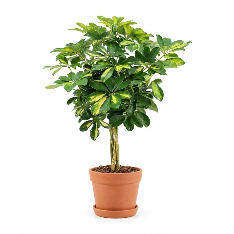 Schefflera Gold Capella Detail
