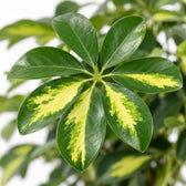 Schefflera Gold Capella, Nahaufnahme Blatt