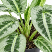Schismatoglottis Motleyana, Nahaufnahme Wuchs und Triebansatz