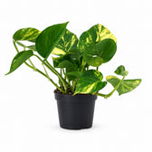 Scindapsus Aureum (25cm, Ø12cm) im Kulturtopf