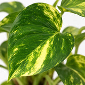 Scindapsus Aureum, Nahaufnahme Blatt