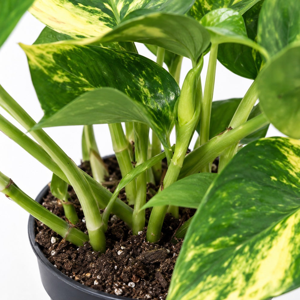 Scindapsus Aureum, Nahaufnahme Wuchs und Triebansatz