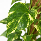 Scindapsus Epipremnum (50cm, Ø15cm), Nahaufnahme Blatt