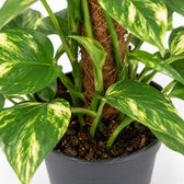 Scindapsus Epipremnum (50cm, Ø15cm), Nahaufnahme Wuchs und Triebansatz