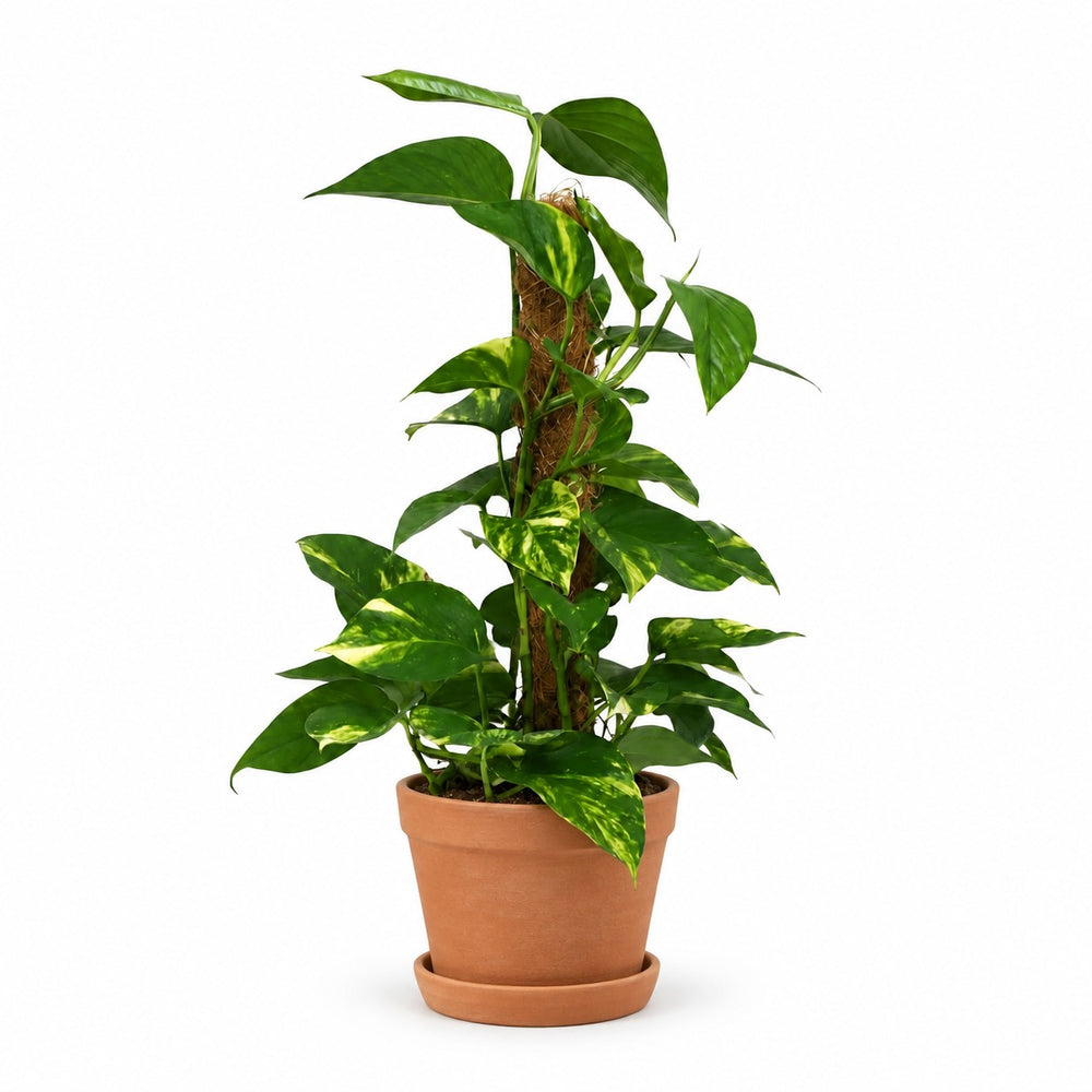 Scindapsus Epipremnum (50cm, Ø15cm), Stylingbeispiel im Übertopf (Übertopf nicht enthalten)