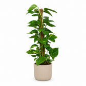 Scindapsus Epipremnum (80cm, Ø19cm), Stylingbeispiel im Übertopf (Übertopf nicht enthalten)