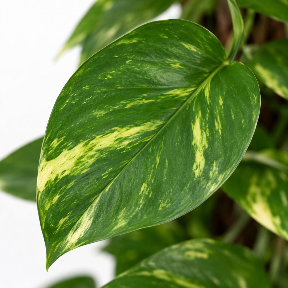 Scindapsus Epipremnum, Nahaufnahme Blatt