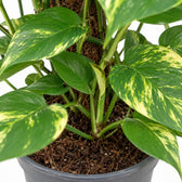 Scindapsus Epipremnum, Nahaufnahme Wuchs und Triebansatz