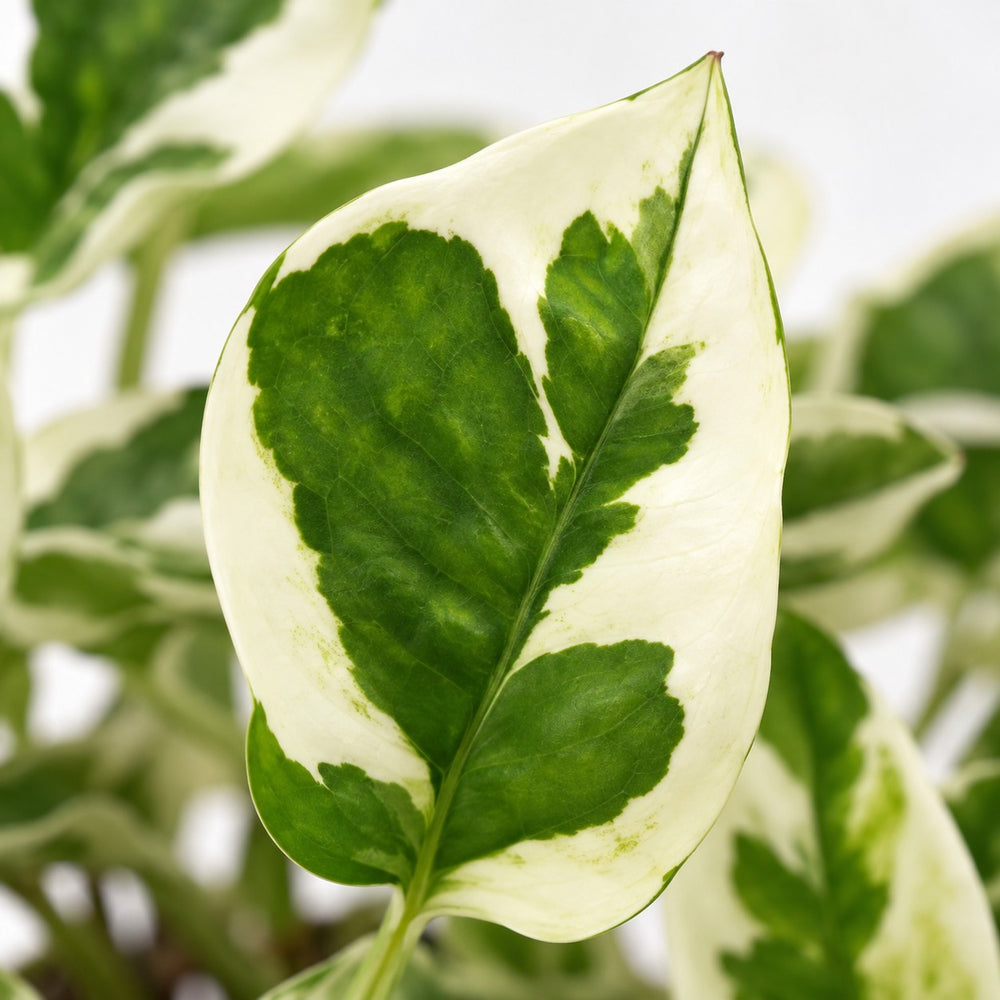 Scindapsus N’Joy (15cm, Ø12cm), Nahaufnahme Blatt