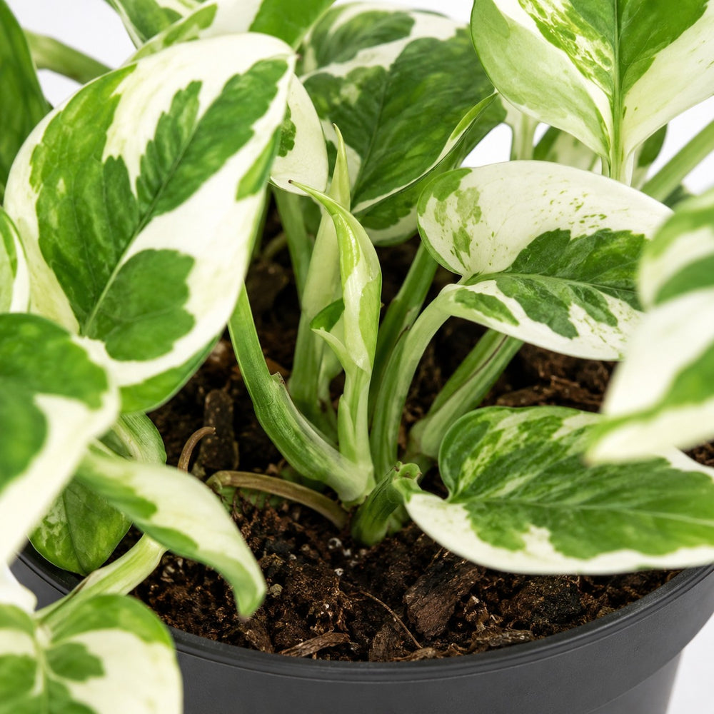 Scindapsus N’Joy (15cm, Ø12cm), Nahaufnahme Wuchs und Triebansatz