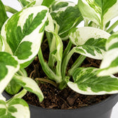 Scindapsus N’Joy (15cm, Ø12cm), Nahaufnahme Wuchs und Triebansatz
