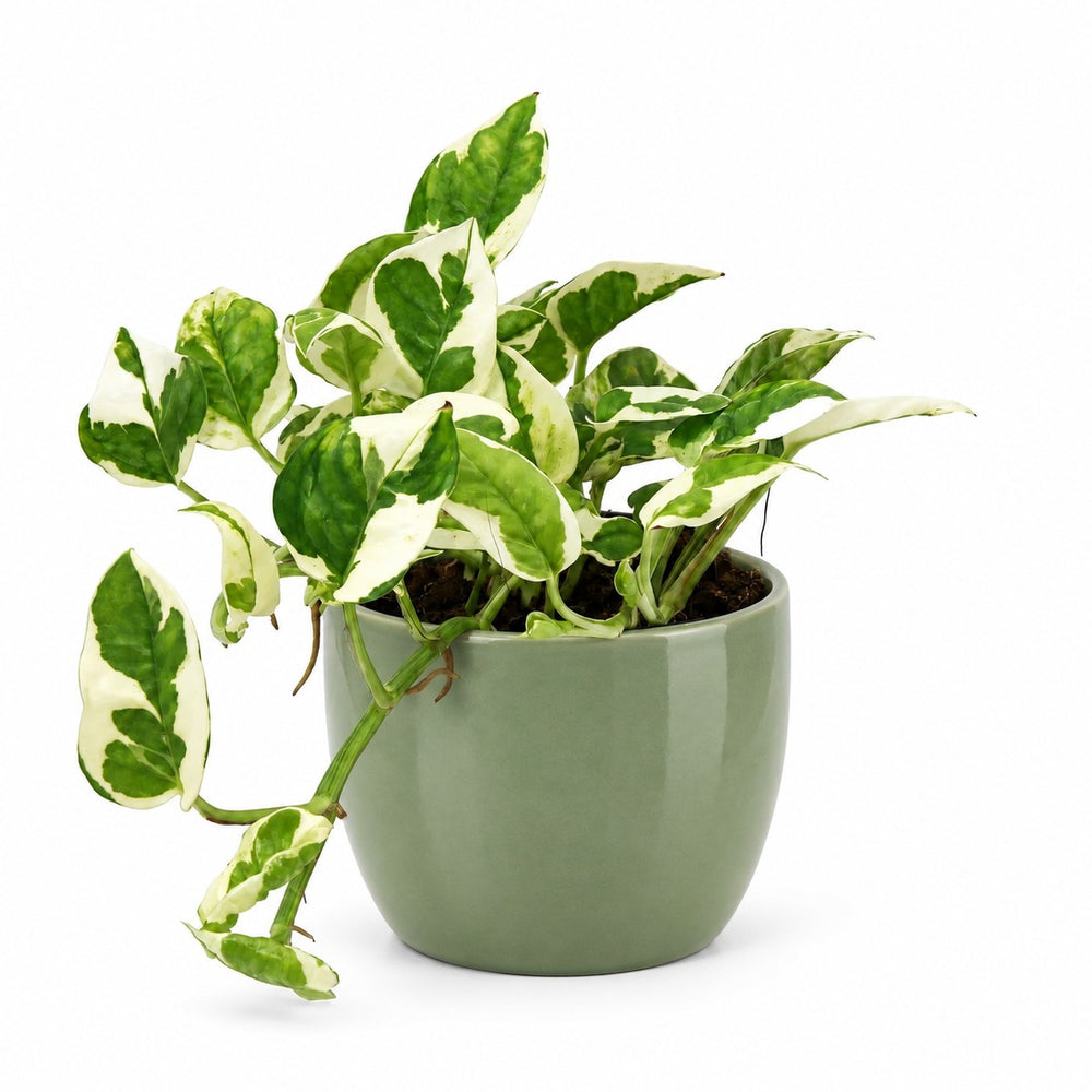 Scindapsus N’Joy (15cm, Ø12cm), Stylingbeispiel im Übertopf (Übertopf nicht enthalten)