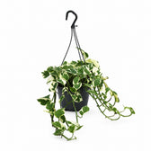 Scindapsus N’Joy (35cm, Ø15cm) im Kulturtopf