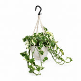 Scindapsus N’Joy (35cm, Ø15cm), Stylingbeispiel im Übertopf (Übertopf nicht enthalten)